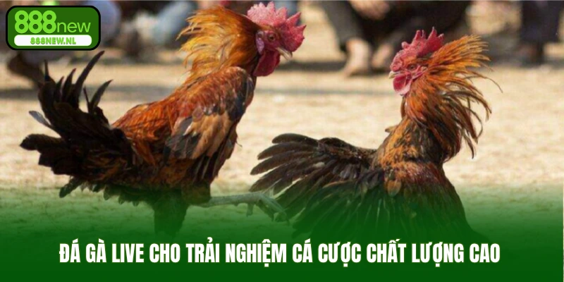 Đá gà trực tiếp cho trải nghiệm cá cược chất lượng cao