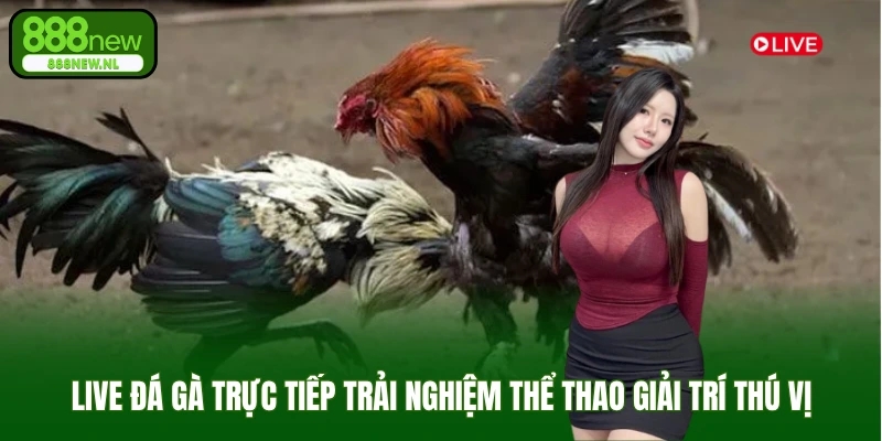 live đá gà trực tiếp